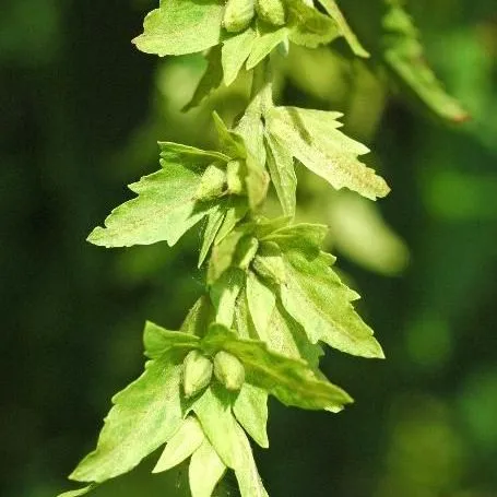 thumbnail for publication: Carpinus caroliniana: American Hornbeam